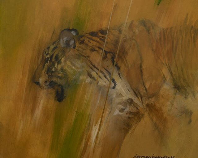 Tall Grass · Tiger