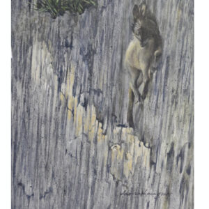 Cliff, Serow