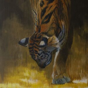 Royal, Tiger