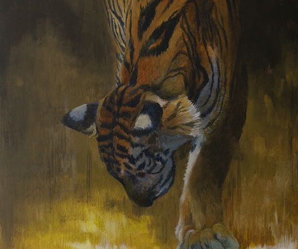 Royal · Tiger