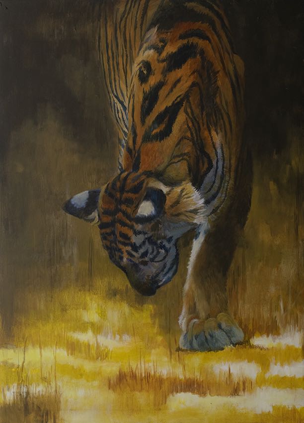 Royal · Tiger