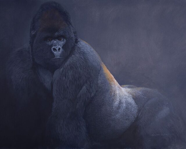 Golden Back · Mountain gorilla · United States