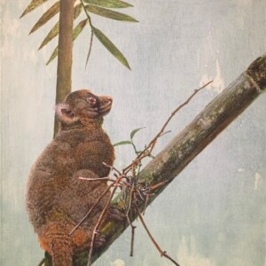 V-shape bamboo, Greater bamboo lemur