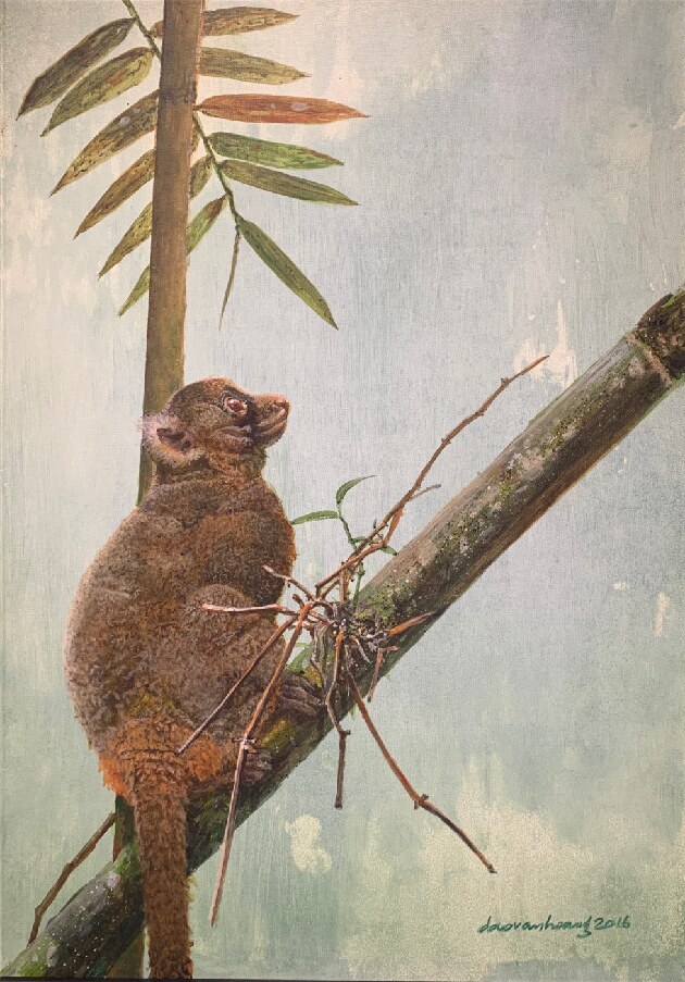 V-shape bamboo · Greater bamboo lemur · Madagascar