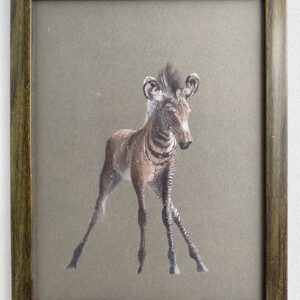 Unsteady, Zebra calf