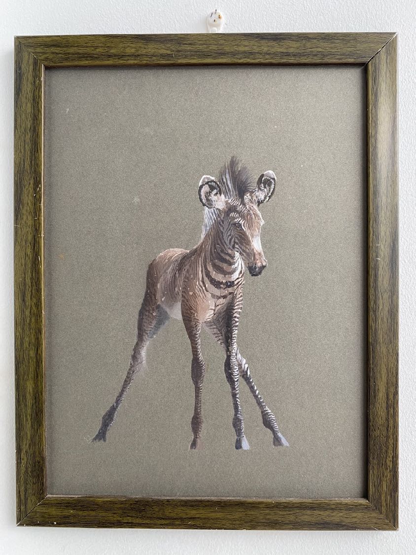 Unsteady · Zebra calf