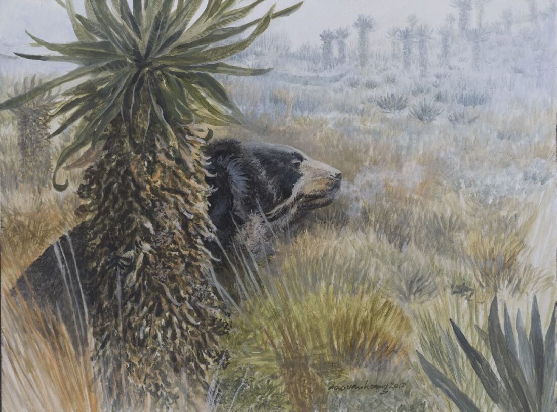 Paramo · Spectacle Bear
