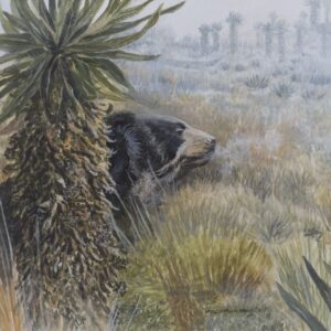 Paramo, Spectacle Bear