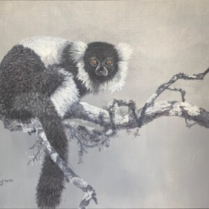 Black-and-white, Black and white ruffed lemur