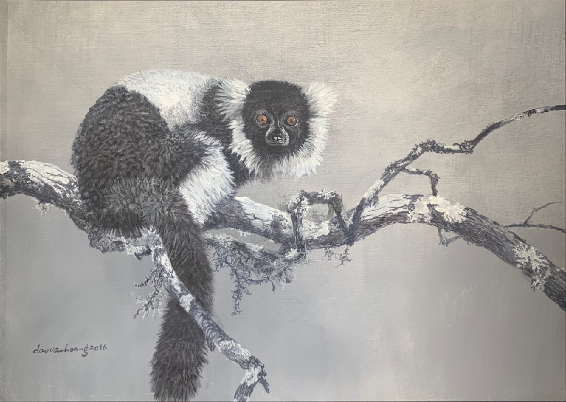 Black-and-white · Black and white ruffed lemur