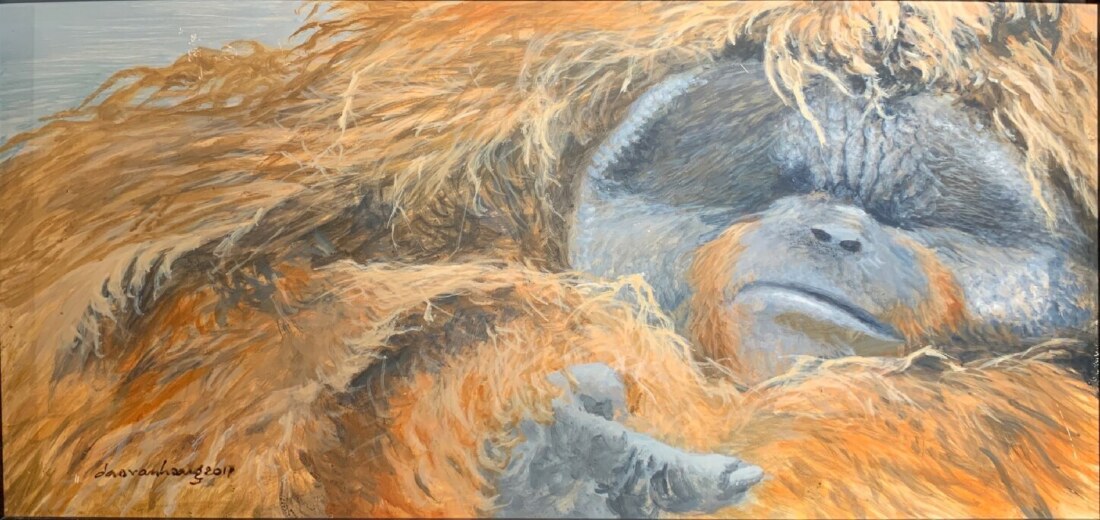 Hair · Orangutan · Indonesia