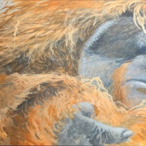 Hair, Orangutan