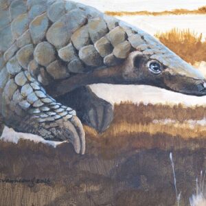 Grass land, Pangolin study