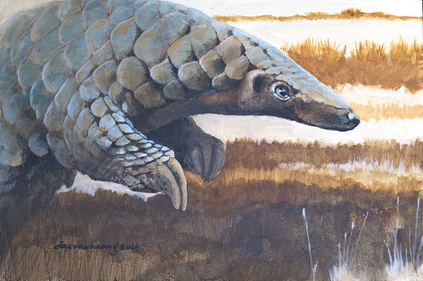 Grass land · Pangolin study