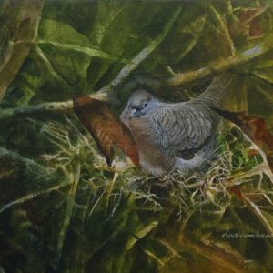 Nest, Zebra Dove