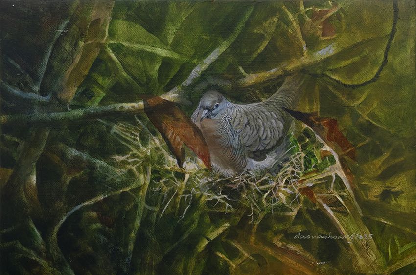 Nest · Zebra Dove · Vietnam