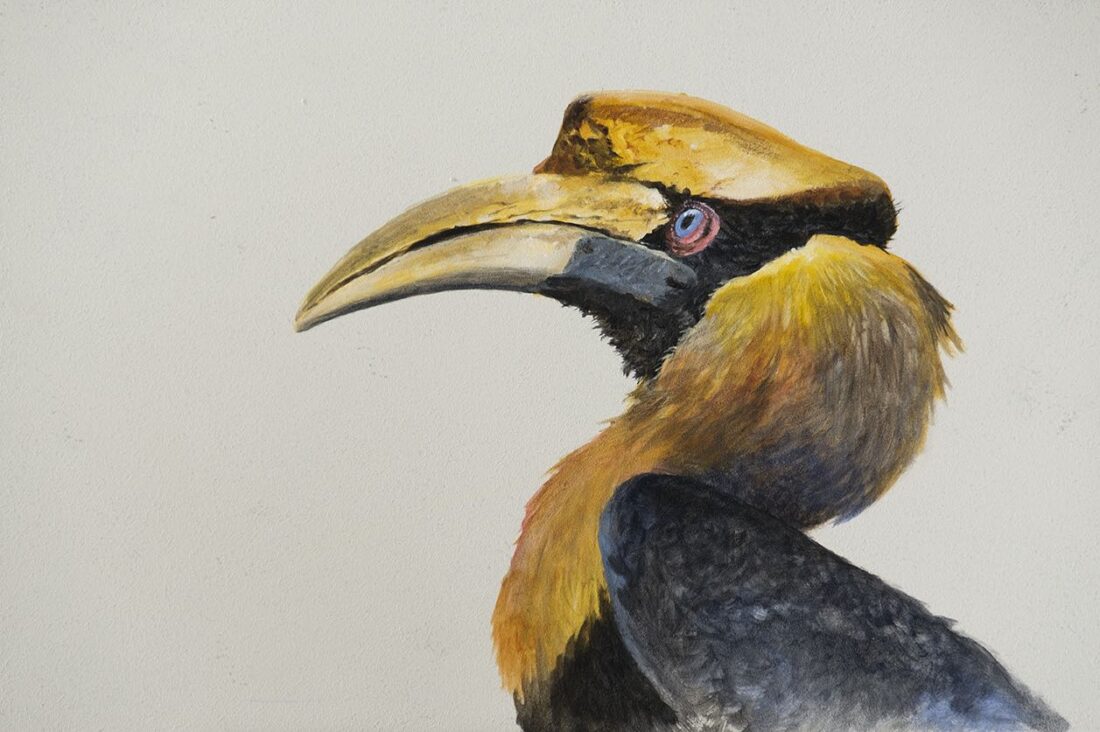 Greater · Greater Hornbill