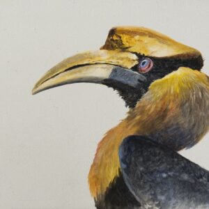 Greater, Greater Hornbill