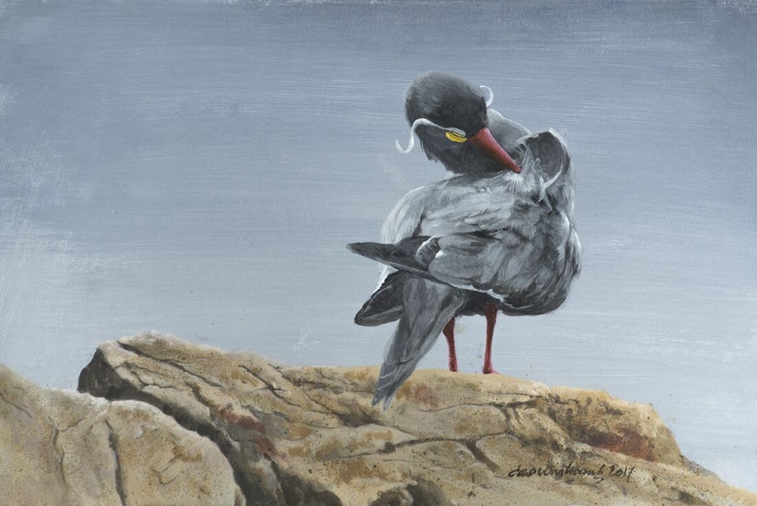 Arctic Preening · Inca Tern