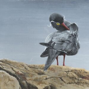 Arctic Preening, Inca Tern