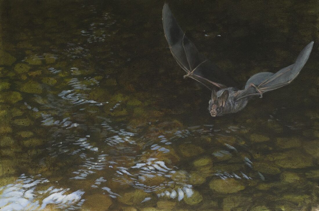 Creek · False Vampire Bat