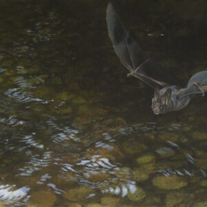 Creek, False Vampire Bat