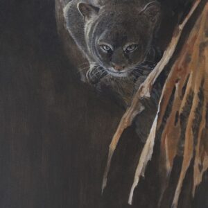 Jaguarundi, Jaguarundi