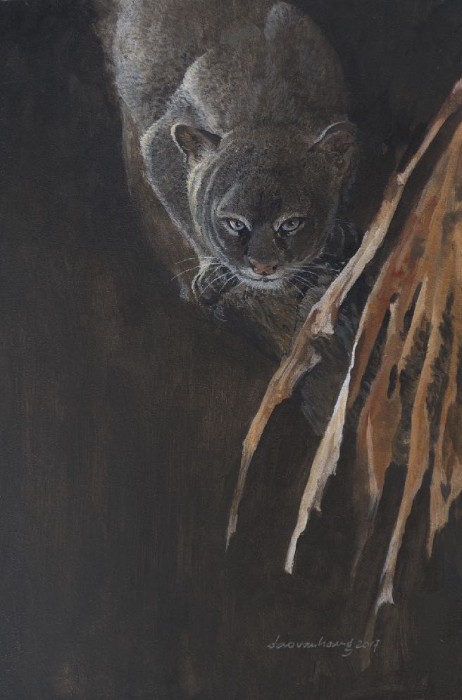 Jaguarundi · Jaguarundi