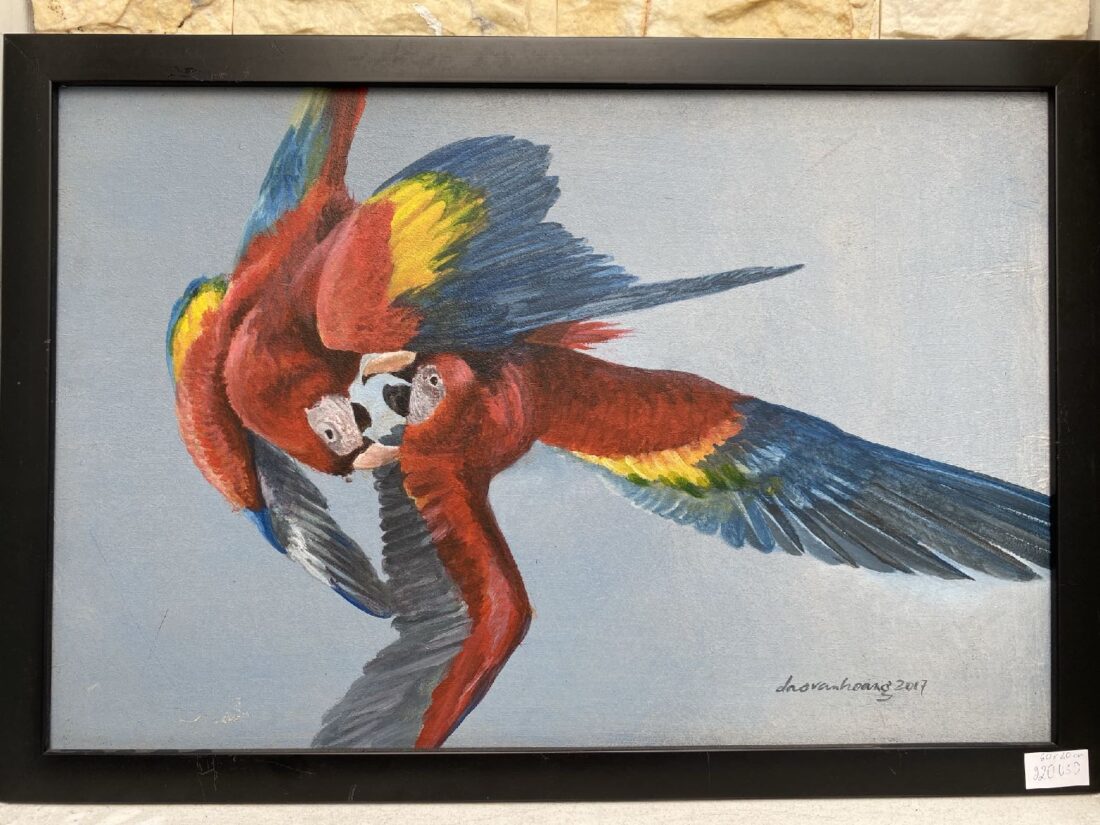 Color fight · Macaw · Costa Rica