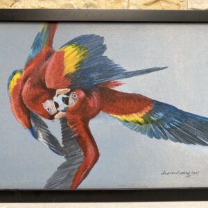 Color fight, Macaw