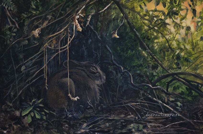 Waiting for Nightfall · Annamites’ Striped Rabbit