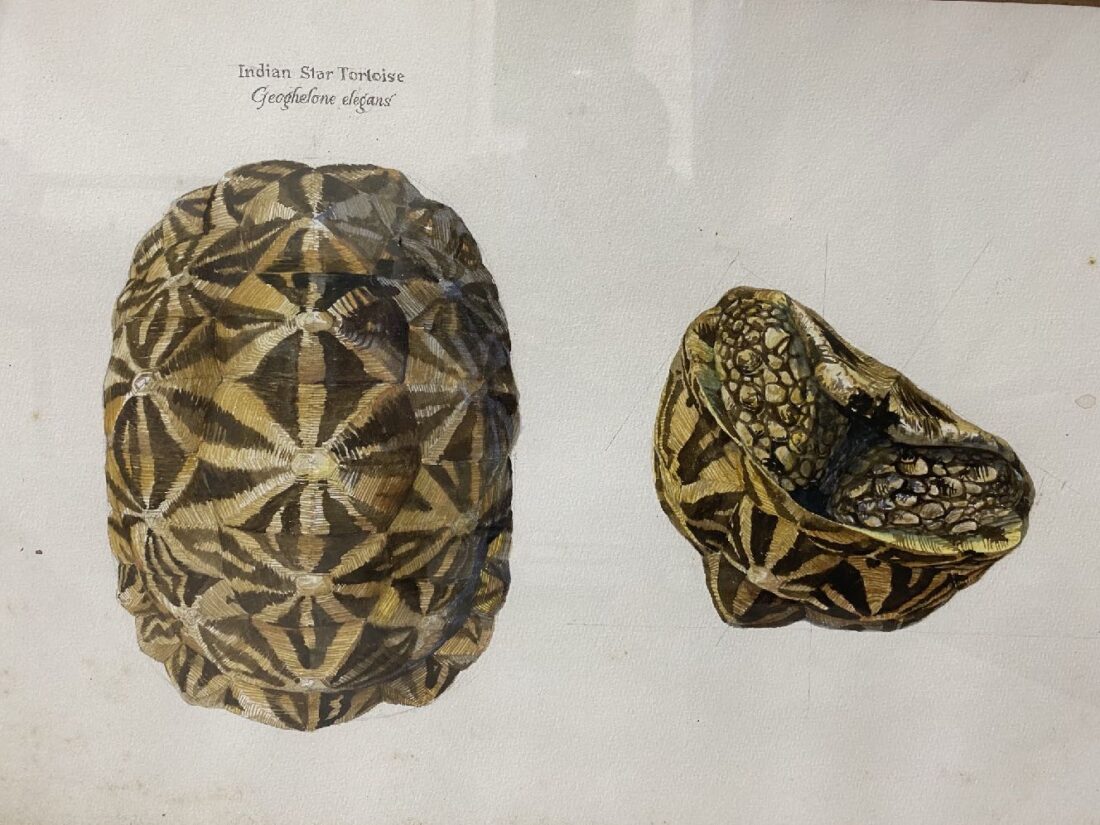60 degree · Indian Star Tortoise