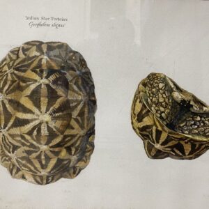 60 degree, Indian Star Tortoise