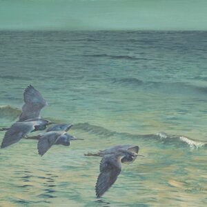 Cycle, Pacific Reef Heron