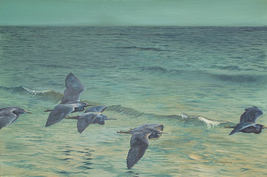 Cycle · Pacific Reef Heron · Vietnam
