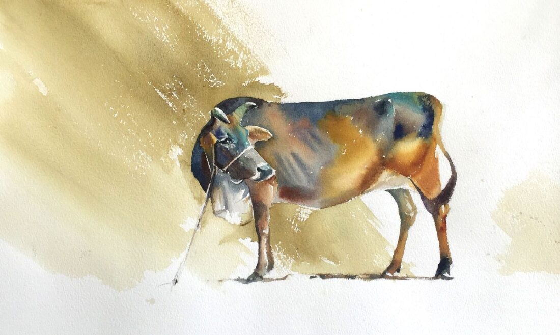 Ta Dung Cow · Cow