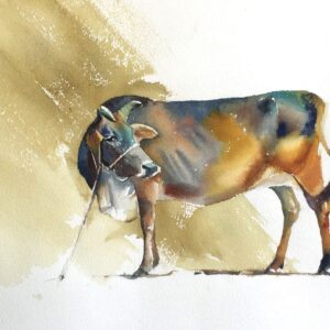 Ta Dung Cow, Cow