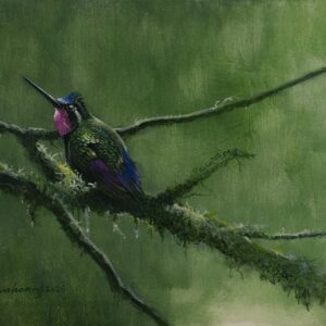 Morning Dew, Hummingbird