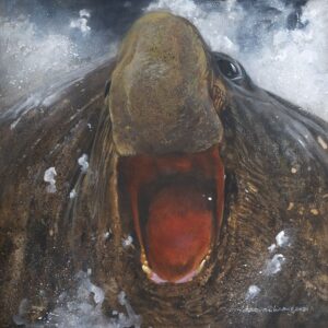 Testosterone, Elephant Seal