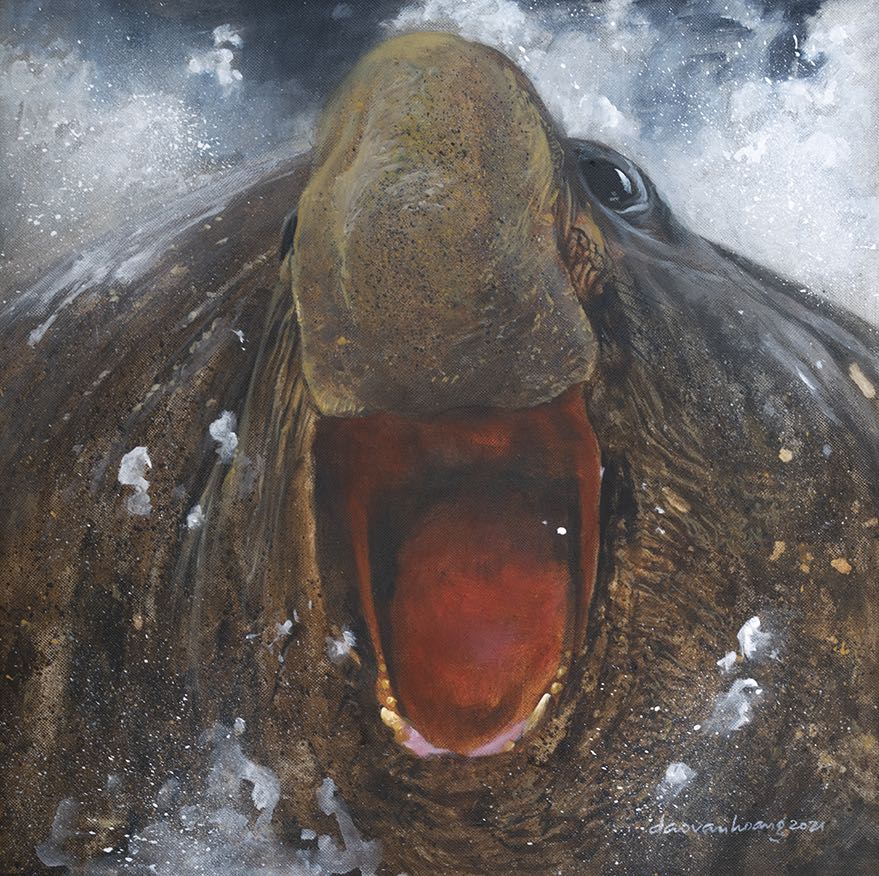 Testosterone · Elephant Seal