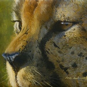 Eyes Of The Savanna, Cheetah
