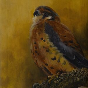 Kestrel, Kestrel