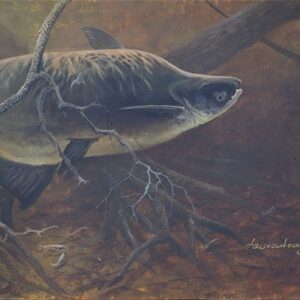 MegaMekong1, Giant pangasius