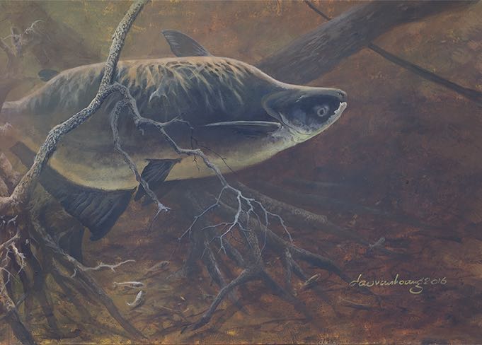 MegaMekong1 · Giant pangasius
