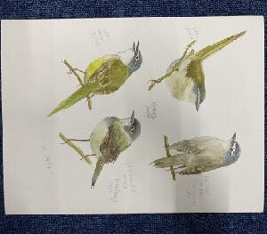 UMT1, UMT birds