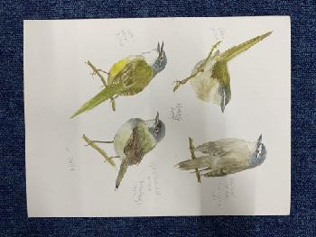 UMT1 · UMT birds