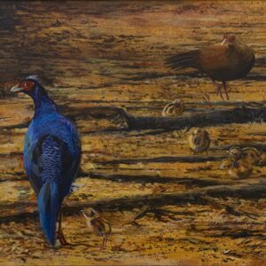 Root, Edwards pheasant