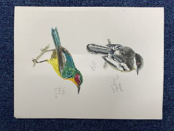UMT29 · UMT birds