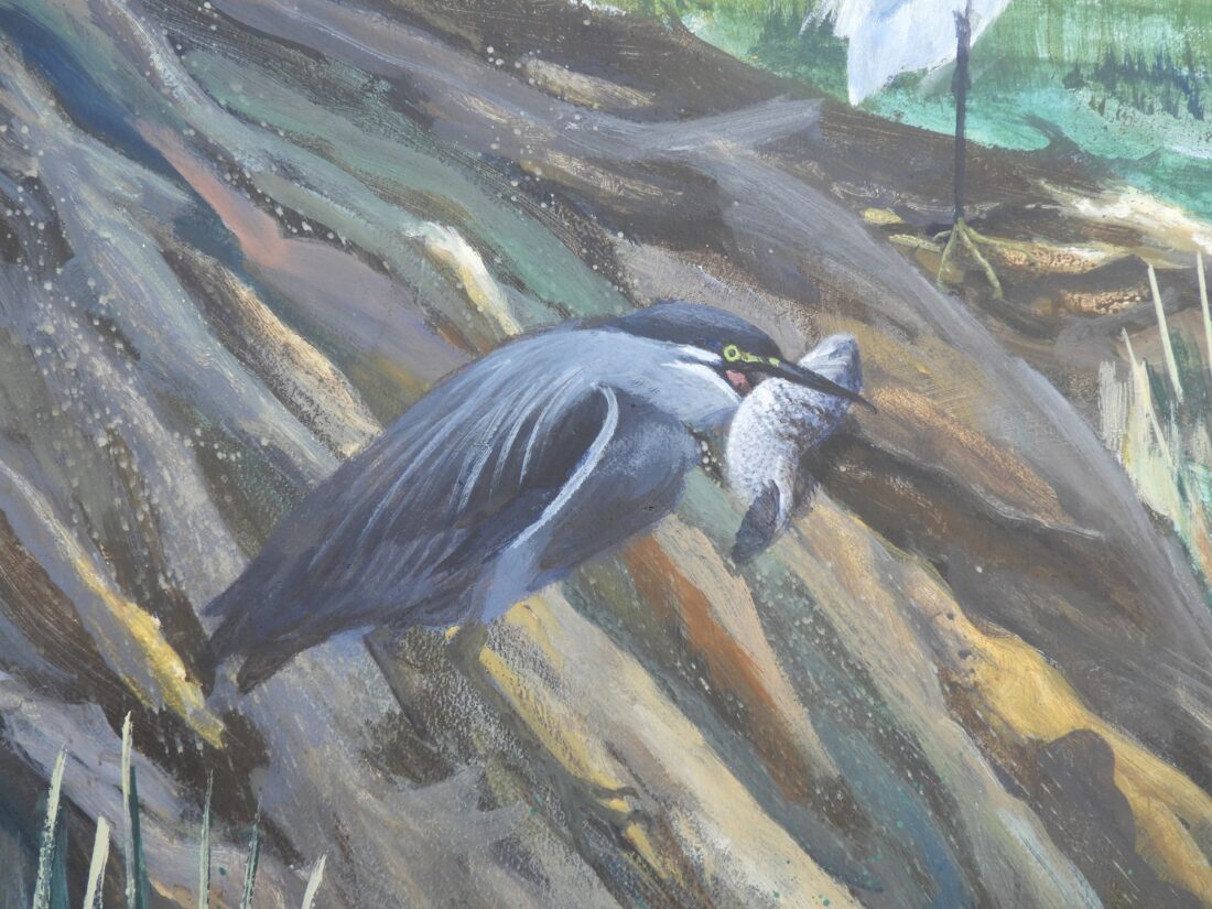 Black-crowned night heron