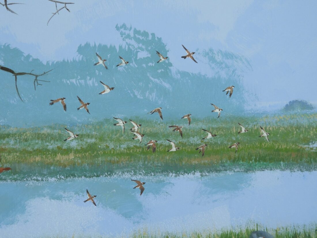 Asian openbills over the wetland